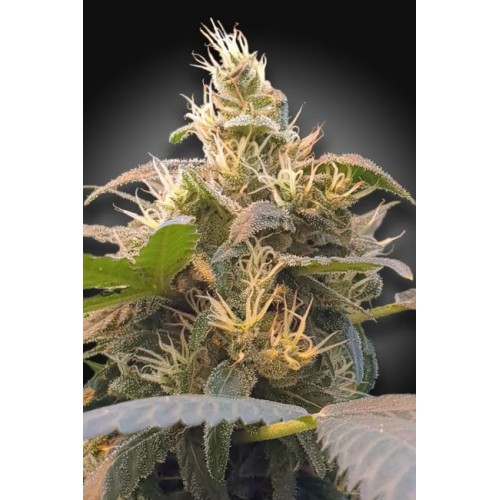 Energy CBD Feminised Seeds (CBDenergy‚Ñ¢)