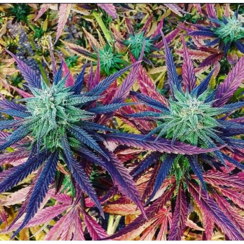Main Event Regular Seeds