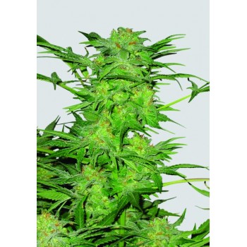 AK-48 Regular Seeds - 10 AK-48 Regular Seeds - 10