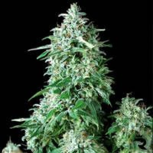 Cum Laude Feminised Seeds