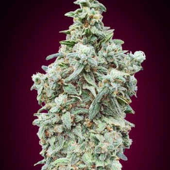 Cherry Pie Feminised Seeds Cherry Pie Feminised Seeds