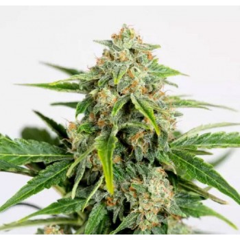 Amnesia Pure CBD Auto Feminised Seeds Amnesia Pure CBD Auto Feminised Seeds