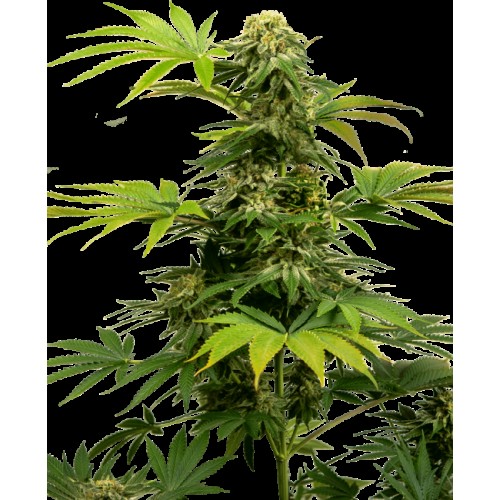Black Harlequin CBD Feminised Seeds Black Harlequin CBD Feminised Seeds