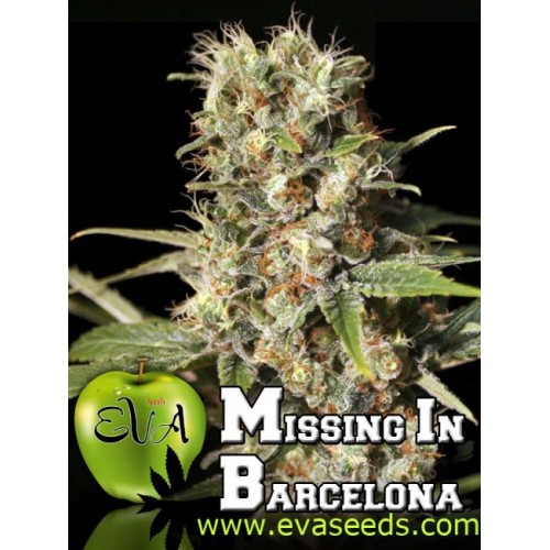 Missing in Barcelona (M.I.B.) Feminised Seeds