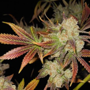 Cluster Funk Regular Seeds - 11 Cluster Funk Regular Seeds - 11