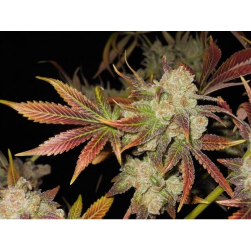 Cluster Funk Regular Seeds - 11
