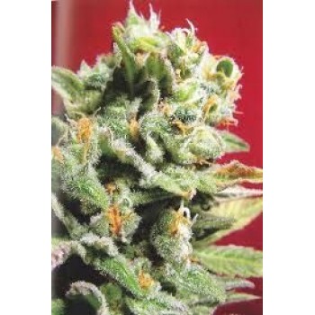 Cristal Limit Feminised Seeds - 5