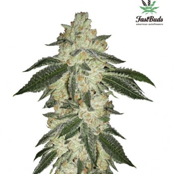 Green Crack Auto Feminised Seeds Green Crack Auto Feminised Seeds