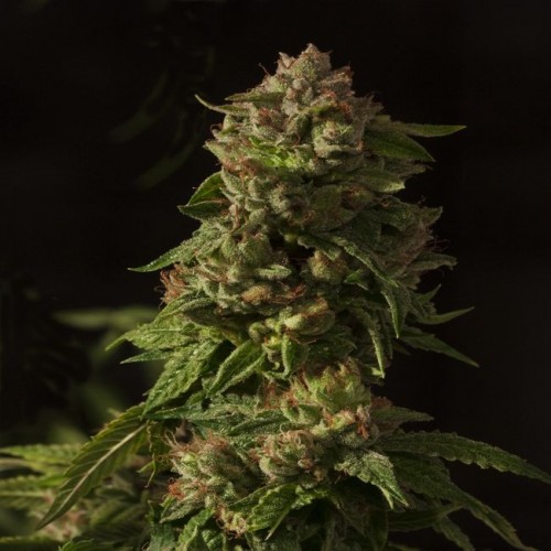 Fallen Angel Feminised Seeds Fallen Angel Feminised Seeds