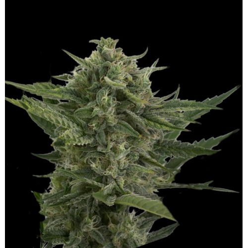 Reek'n Auto Feminised Seeds Reek'n Auto Feminised Seeds