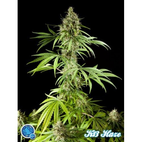 Easy Haze Feminised Seeds Easy Haze Feminised Seeds