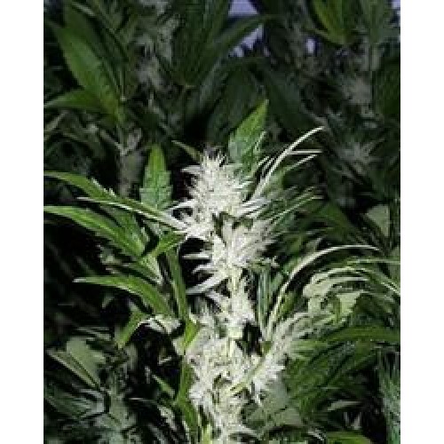 KC 39 Feminised Seeds - 5 KC 39 Feminised Seeds - 5