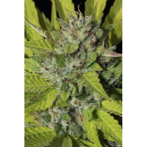 Sister Cookies Feminised Seeds - 6 Sister Cookies Feminised Seeds - 6