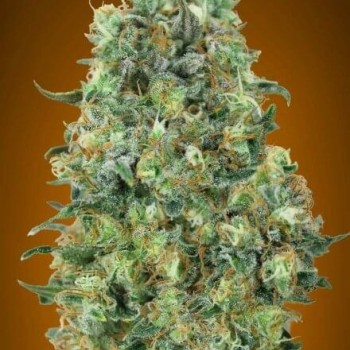 Collection #6 Feminised Seeds - 6 Collection #6 Feminised Seeds - 6