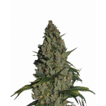 Amnesia Feminised Seeds - 5 Amnesia Feminised Seeds - 5