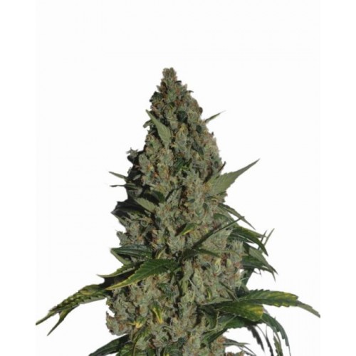 Amnesia Feminised Seeds - 5 Amnesia Feminised Seeds - 5