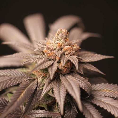 Cherry Tini Regular Seeds - 12 Cherry Tini Regular Seeds - 12