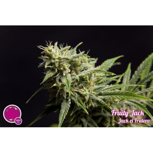 Fruity Jack Feminised Seeds Fruity Jack Feminised Seeds