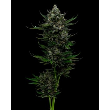 All Gas OG Auto Feminised Seeds All Gas OG Auto Feminised Seeds
