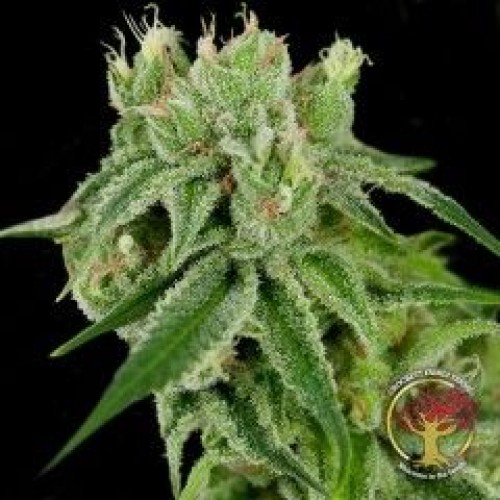 Banana Split Regular Seeds - 12 Banana Split Regular Seeds - 12