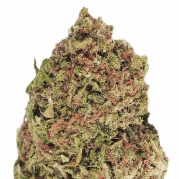 Dream Machine Feminised Seeds