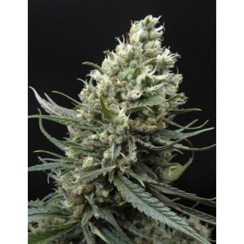Ripper Haze Feminised Seeds Ripper Haze Feminised Seeds