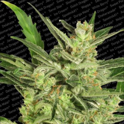 maria II Auto Feminised Seeds maria II Auto Feminised Seeds