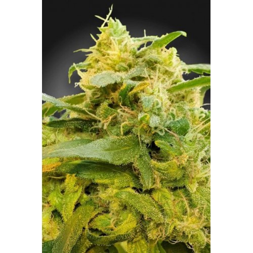 Divine CBD Feminised Seeds (CBDivine‚Ñ¢)