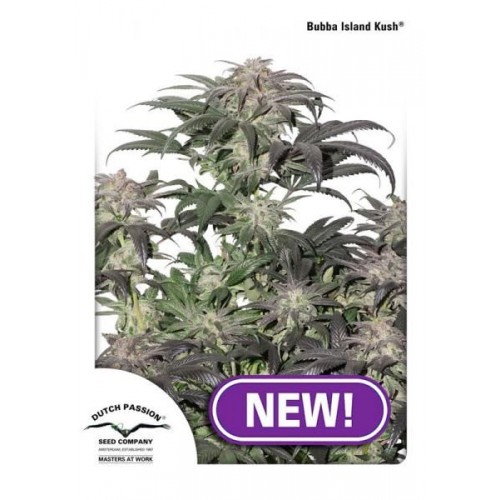 Bubba Island Kush Feminised Seeds Bubba Island Kush Feminised Seeds