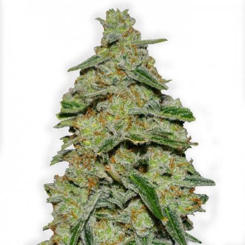 Lemon Cake Feminised Seeds