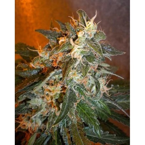Cobra Auto Feminised Seeds - 3