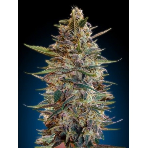 Bluediesel Auto Feminised Seeds