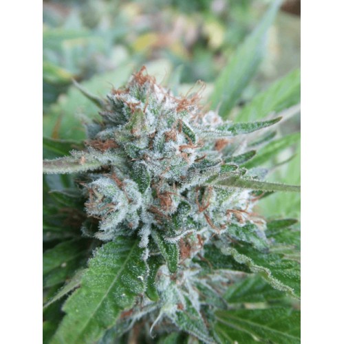 Bellini Feminised Seeds (Gold Collection) - 6 Bellini Feminised Seeds (Gold Collection) - 6