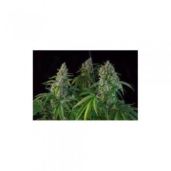 Karel's Herer Haze Feminised Seeds Karel's Herer Haze Feminised Seeds