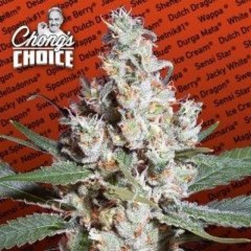 L.A. Amnesia Feminised Seeds L.A. Amnesia Feminised Seeds