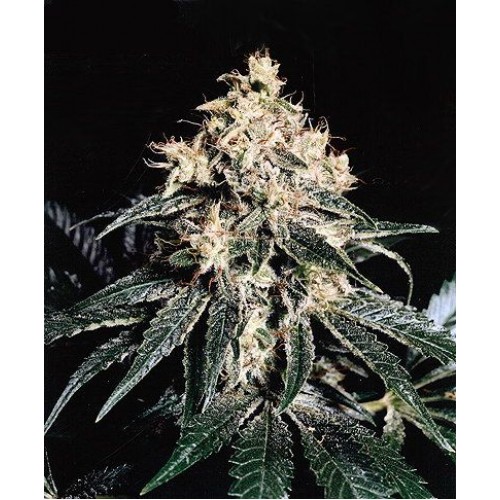 Devil Regular Seeds - 18 Devil Regular Seeds - 18
