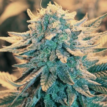 B-52 Feminised Seeds - 5 B-52 Feminised Seeds - 5