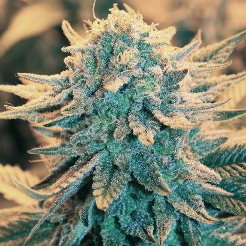 B-52 Feminised Seeds - 5 B-52 Feminised Seeds - 5