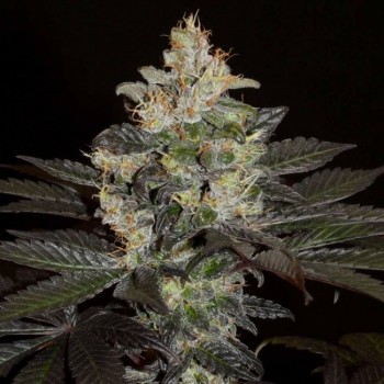 Balkh Hashplant Regular Seeds - 12 Balkh Hashplant Regular Seeds - 12