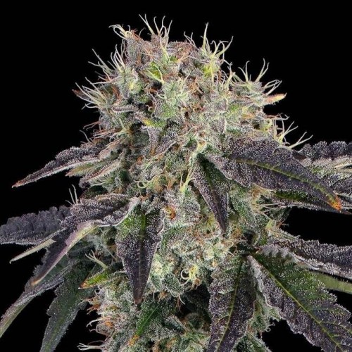 Baller's Game Feminised Seeds Baller's Game Feminised Seeds