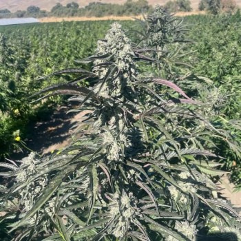 Banana Foster Feminised Seeds - 5 Banana Foster Feminised Seeds - 5