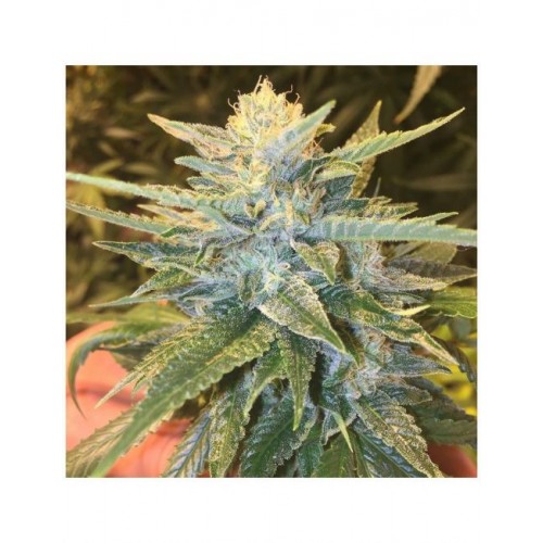 Bay Lotus Regular Seeds - 10 Bay Lotus Regular Seeds - 10
