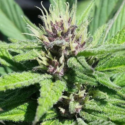 Bay Thunderbolt Regular Seeds - 10 Bay Thunderbolt Regular Seeds - 10