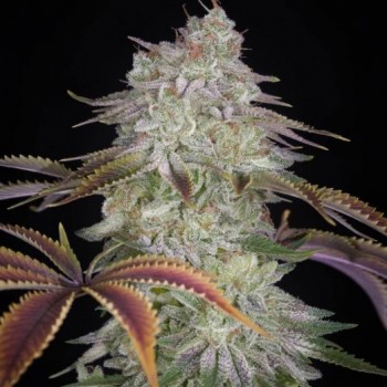 AlienZ Feminised Seeds AlienZ Feminised Seeds