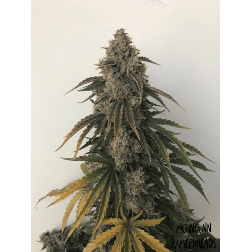 Beary White Auto Feminised Seeds Beary White Auto Feminised Seeds