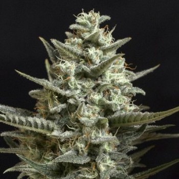 Sweet Bilbo Feminised Seeds Sweet Bilbo Feminised Seeds