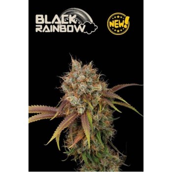 Black Rainbow Feminised Seeds Black Rainbow Feminised Seeds