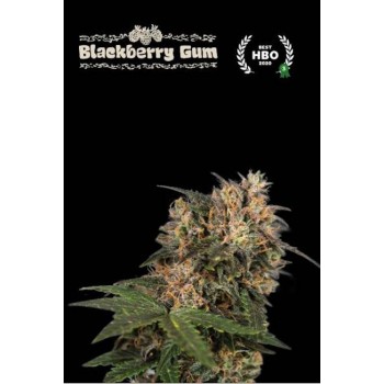 Blackberry Gum Feminised Seeds Blackberry Gum Feminised Seeds