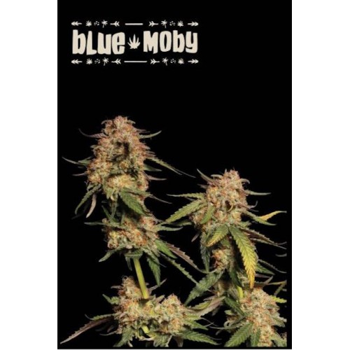 Blue Moby Feminised Seeds Blue Moby Feminised Seeds