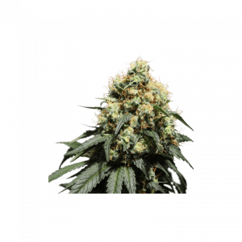 Bruce Lemon Diesel Feminised Seeds - 8 Bruce Lemon Diesel Feminised Seeds - 8